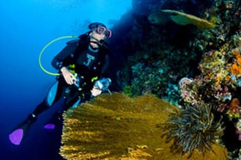 Diving Ocean indian