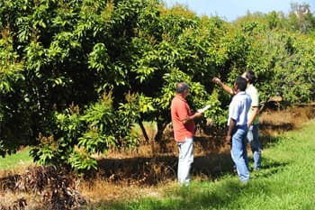 visite verger mangue