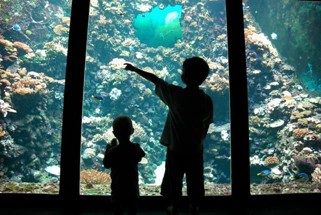 Aquarium of Reunion island